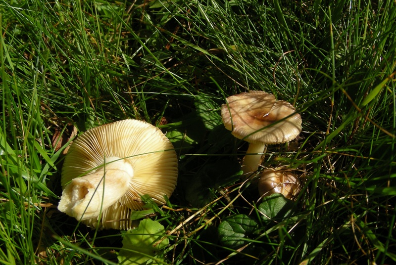 Facciamo due passi tra gli abeti